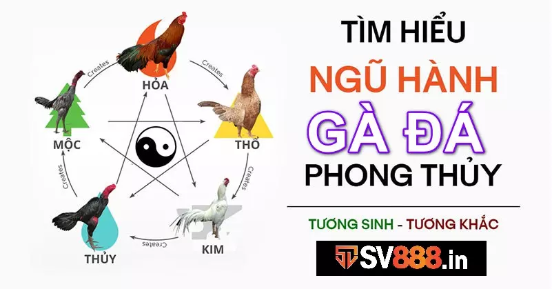 Định nghĩa về màu gà mạng mà nhiều tân binh chưa biết