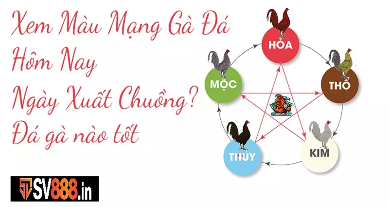 Sự tương sinh - tương khắc giữa các mạng màu gà