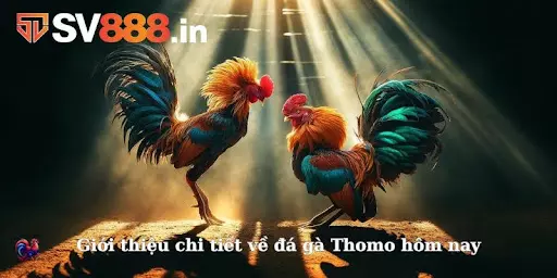 Khái niệm chi tiết về luật đá gà Thomo