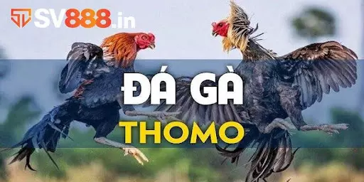 Luật đá gà Thomo đầy đủ và chi tiết nhất 2024